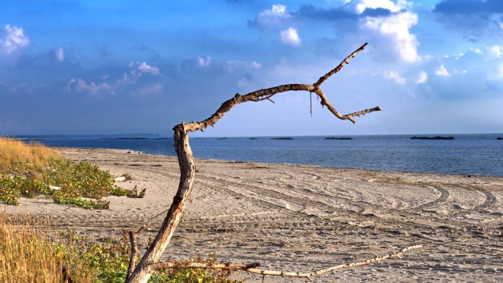 A beach with a prominent dead tree branch in the foreground and calm sea in the background.
