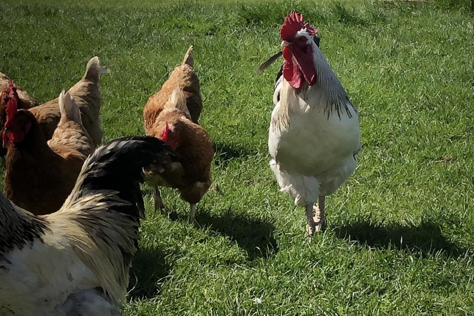 A group of chickens in a grassy field.