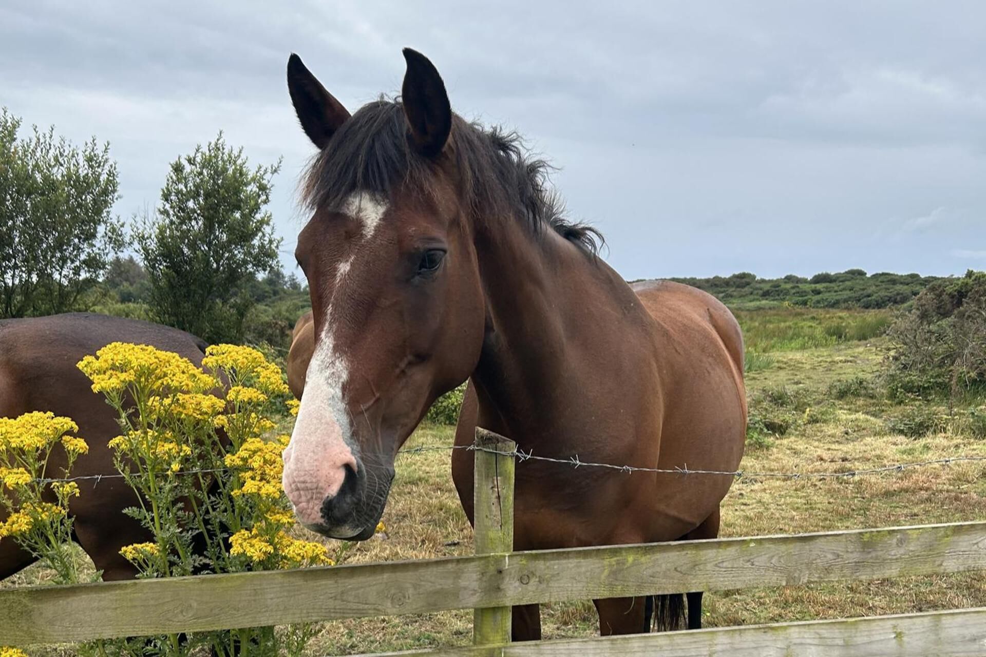 A horse standing behind a wooden fence with yellow flowers in the foreground.