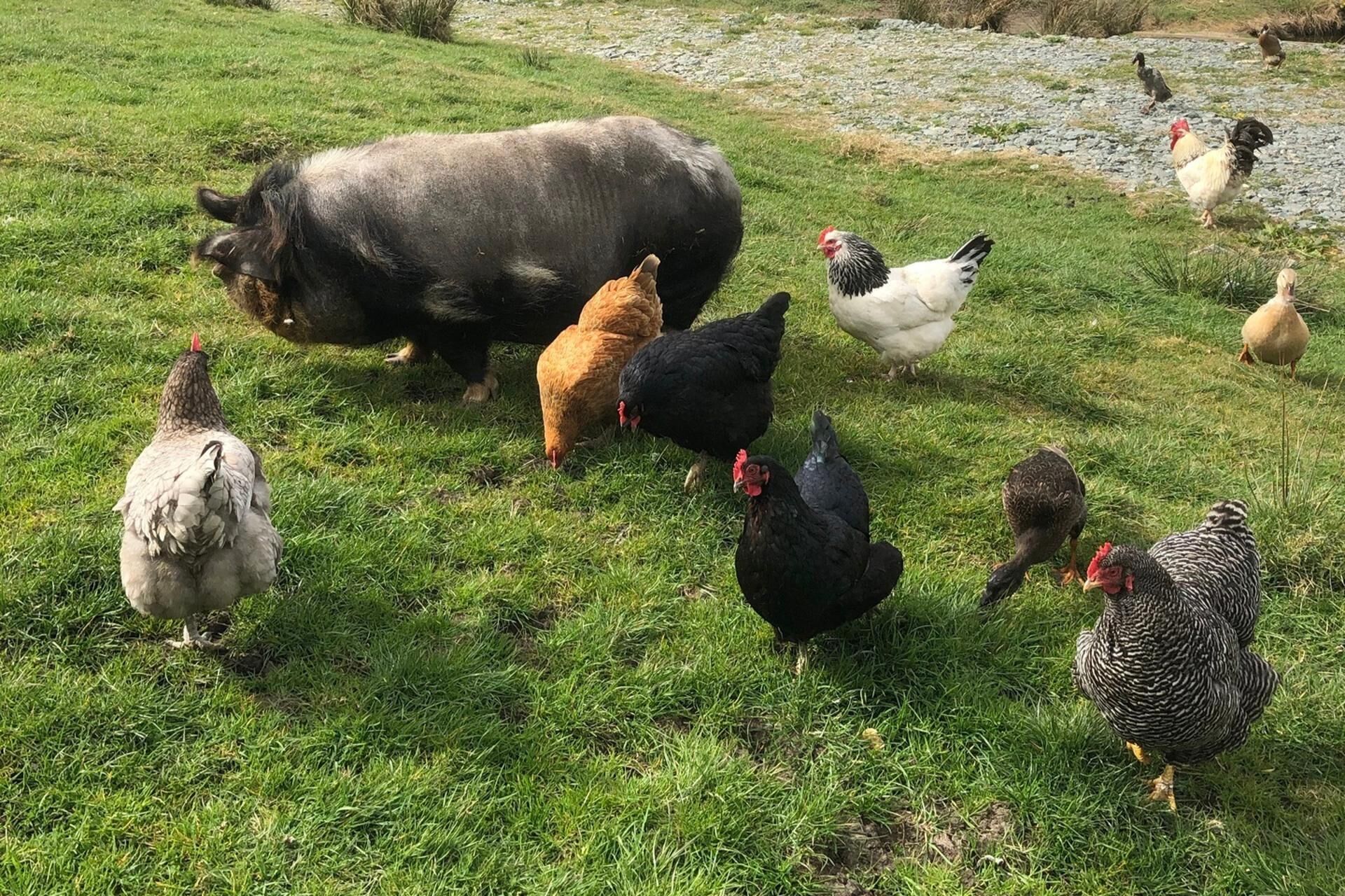 A group of chickens and a cow in a grassy field.