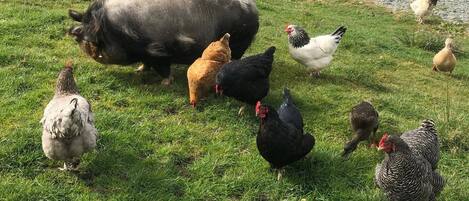 A group of chickens and a cow in a grassy field.