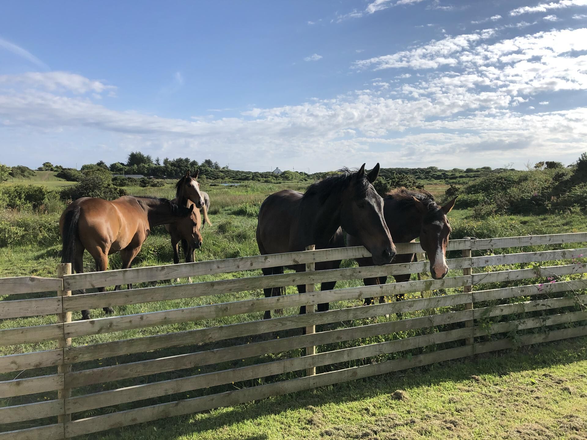 A wooden fence with horses behind it.
