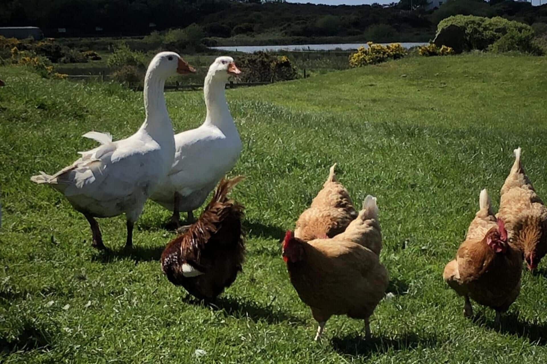 A grassy field with two white geese and several chickens.