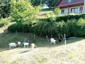 Ferienhaus (Holiday Home) | Ansicht von oben
