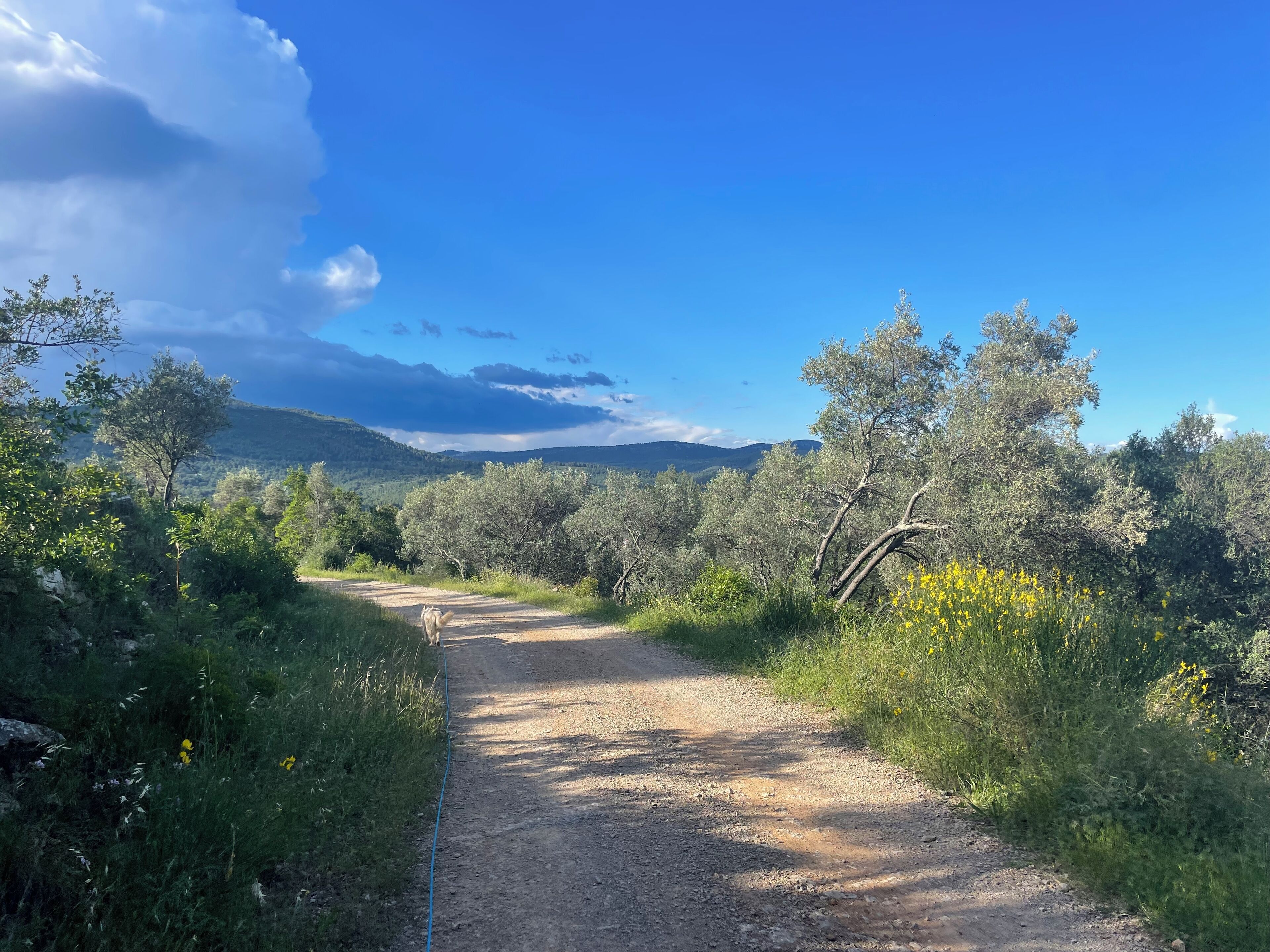 Un sendero de tierra rodeado de vegetación y árboles, que se dirige hacia un paisaje montañoso.