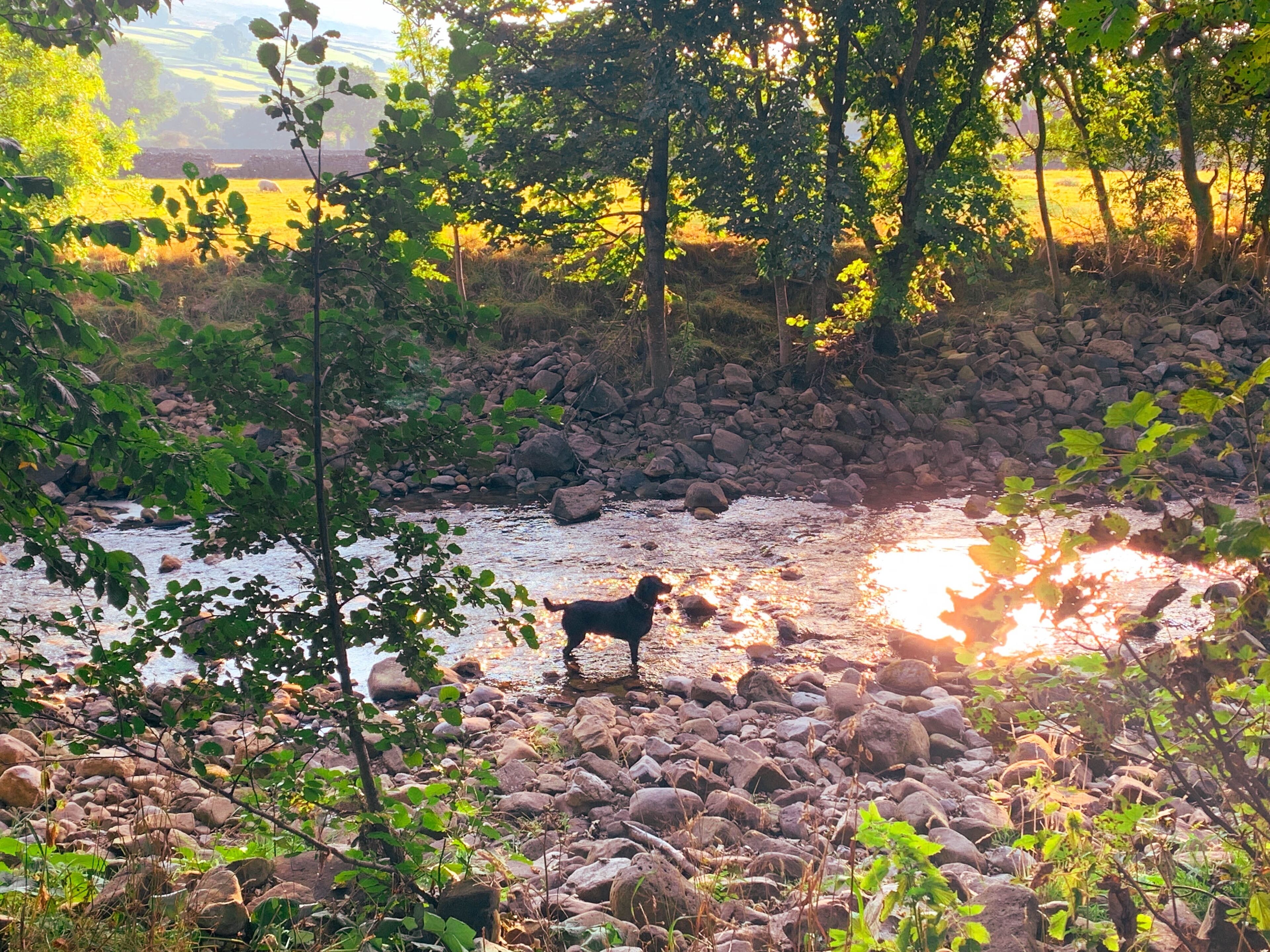 A dog standing by a river with rocks and trees in the background.