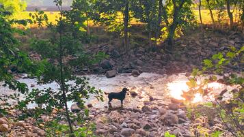 A dog standing by a river with rocks and trees in the background.