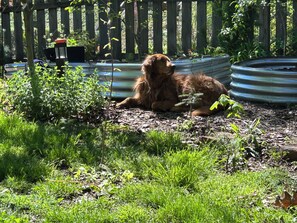 Terrain de l’hébergement 