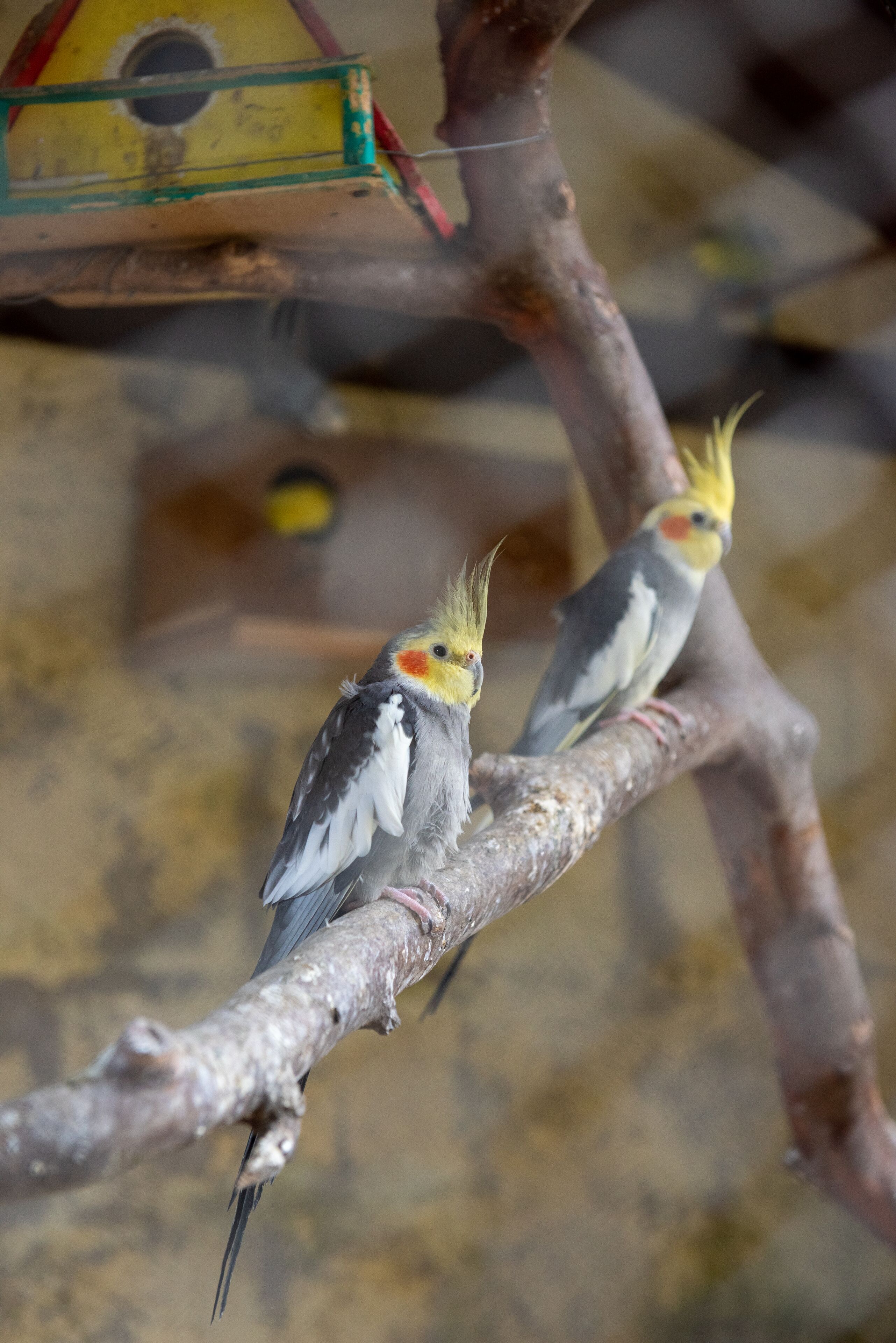 Foto - Hotel Mount Everest