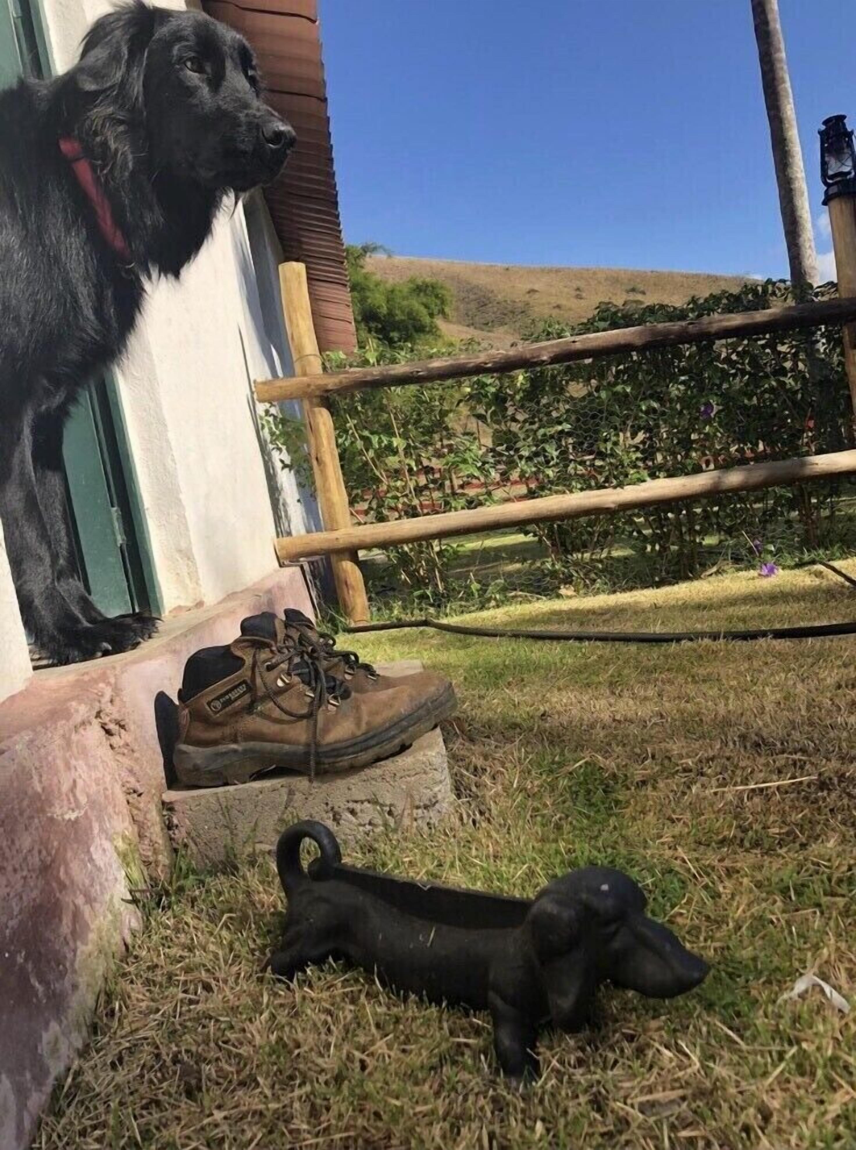 Un chien noir est assis sur des marches, à côté d’une paire de chaussures marron.