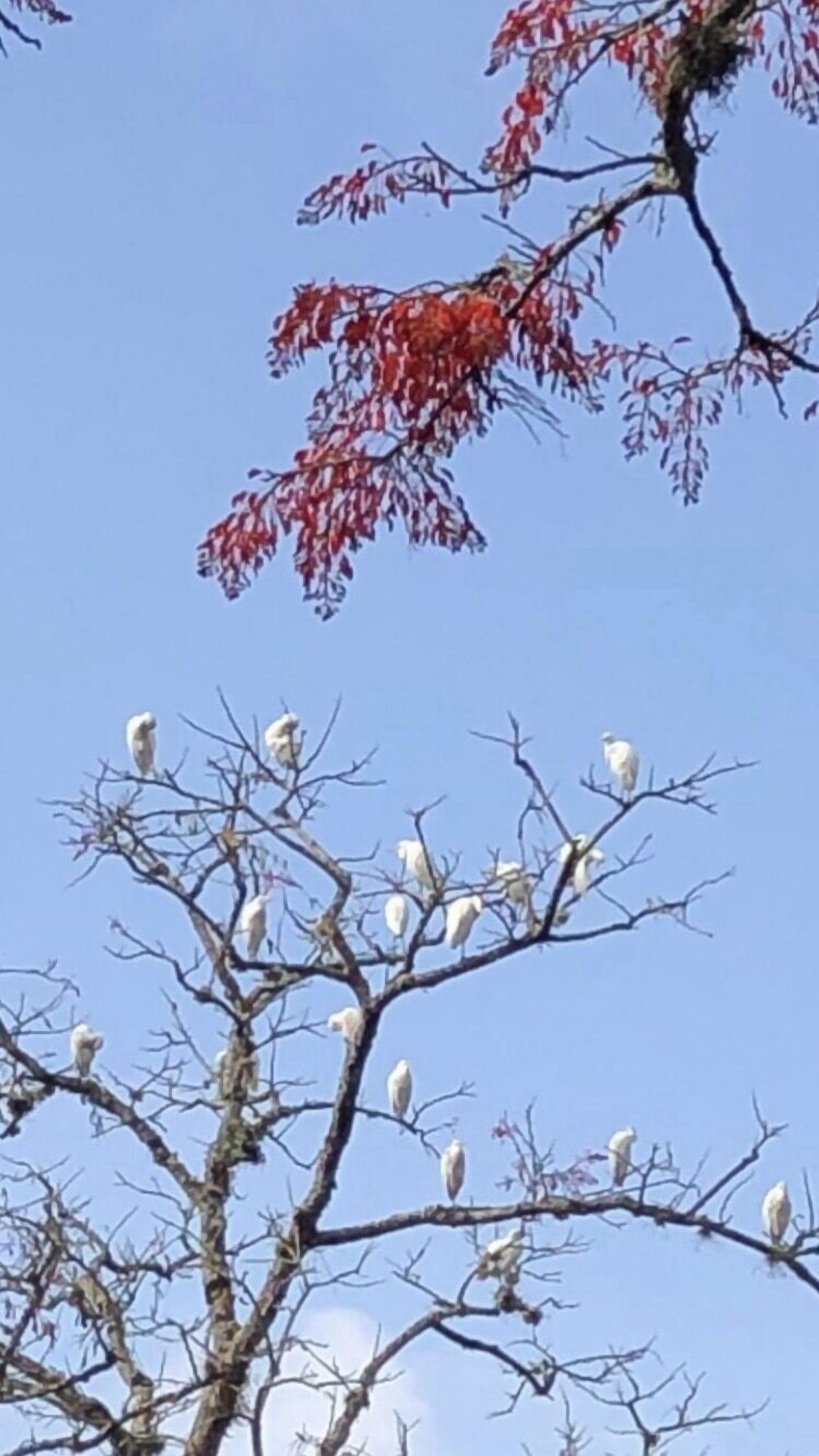 Ein Baum mit Ästen, die weiße Vögel tragen.