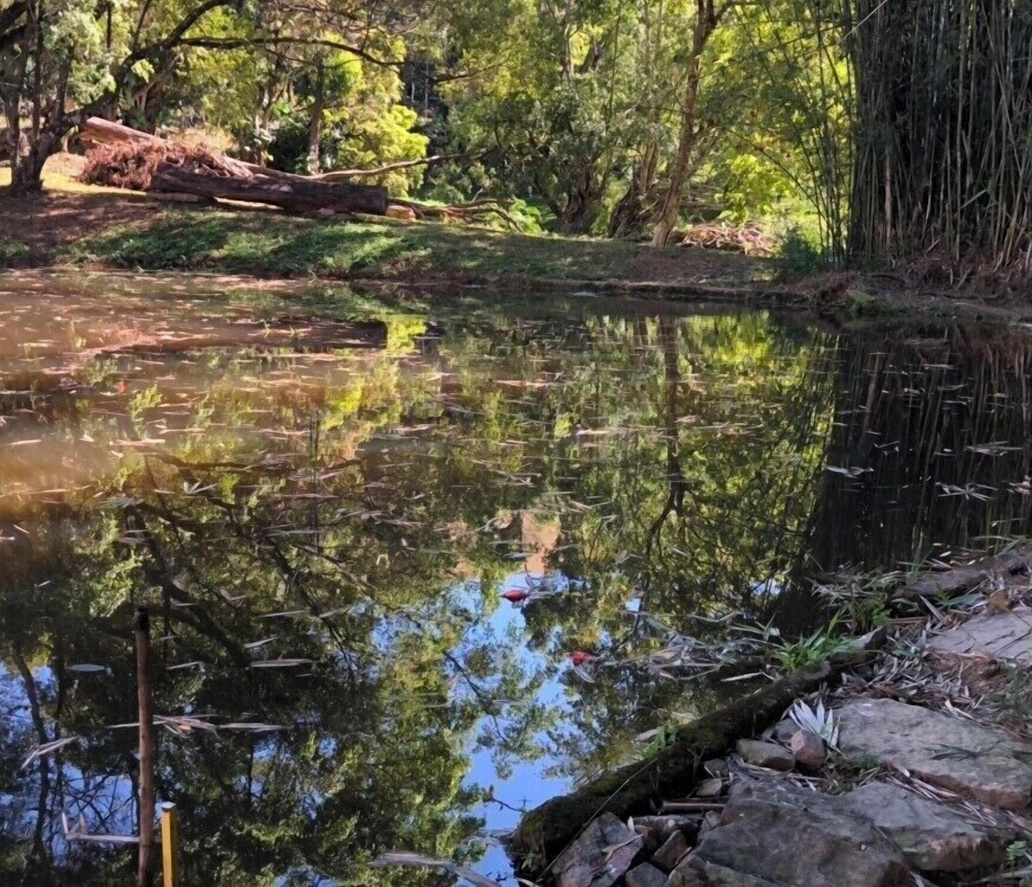 Un estanque tranquilo rodeado de árboles y rocas.