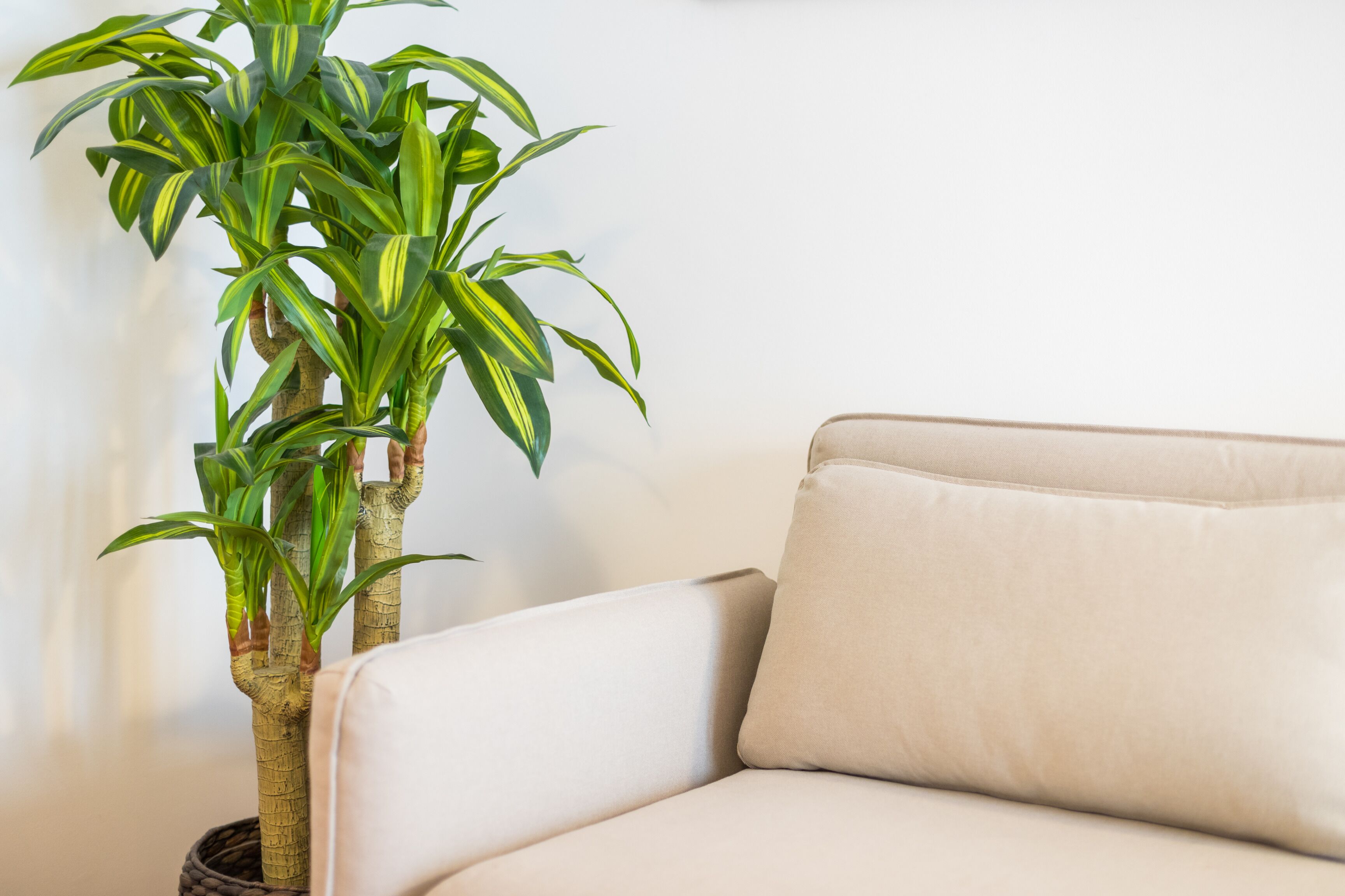 Un coin de pièce avec un canapé beige et une plante en pot aux feuilles vertes.