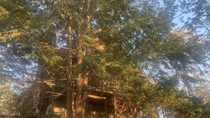A building partially obscured by tall trees. -  2 minutes to Parkway, 5 minutes to The Island & Dollywood!  (Pigeon Forge)