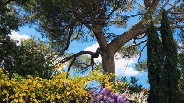 A stone wall with a metal gate, surrounded by yellow and purple flowering plants. - Meltime Share Mélanie's living space (Nîmes)