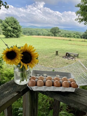 Property grounds - Cottage in the Clouds With Mountain Views (New Lebanon)