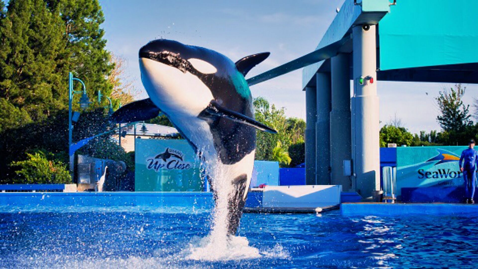 An orca performing a jump in a pool with a blue and white color scheme, surrounded by a large structure and signage.