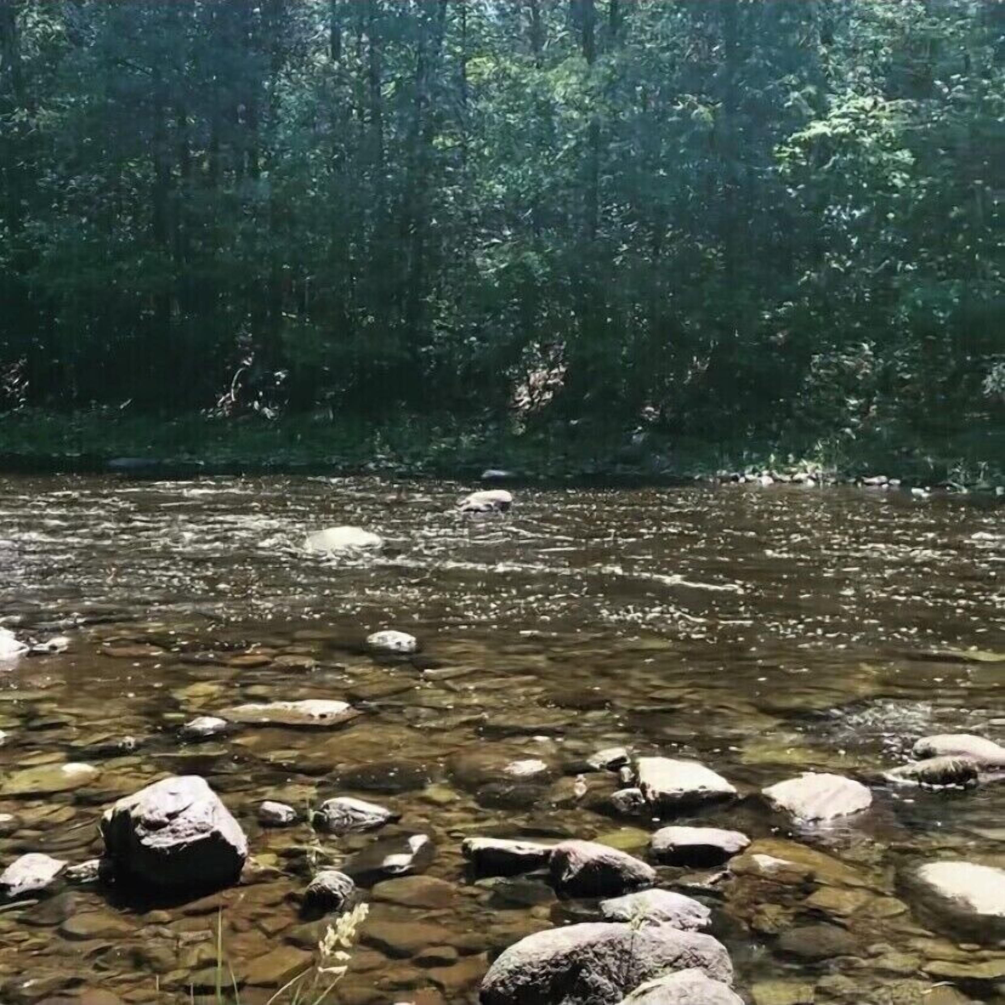 Un arroyo cristalino con rocas y un bosque denso al fondo.