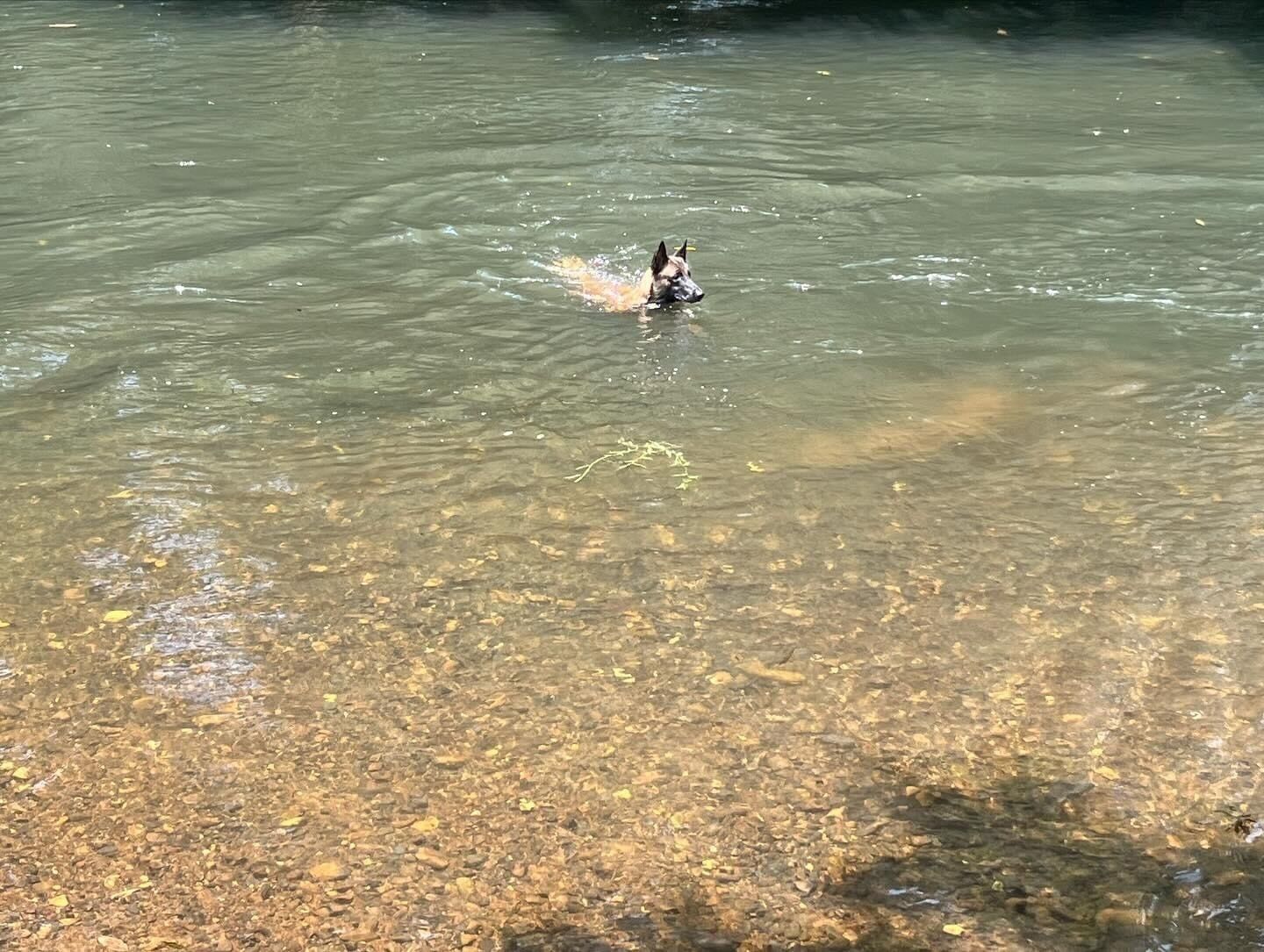 Un perro nada en un río.