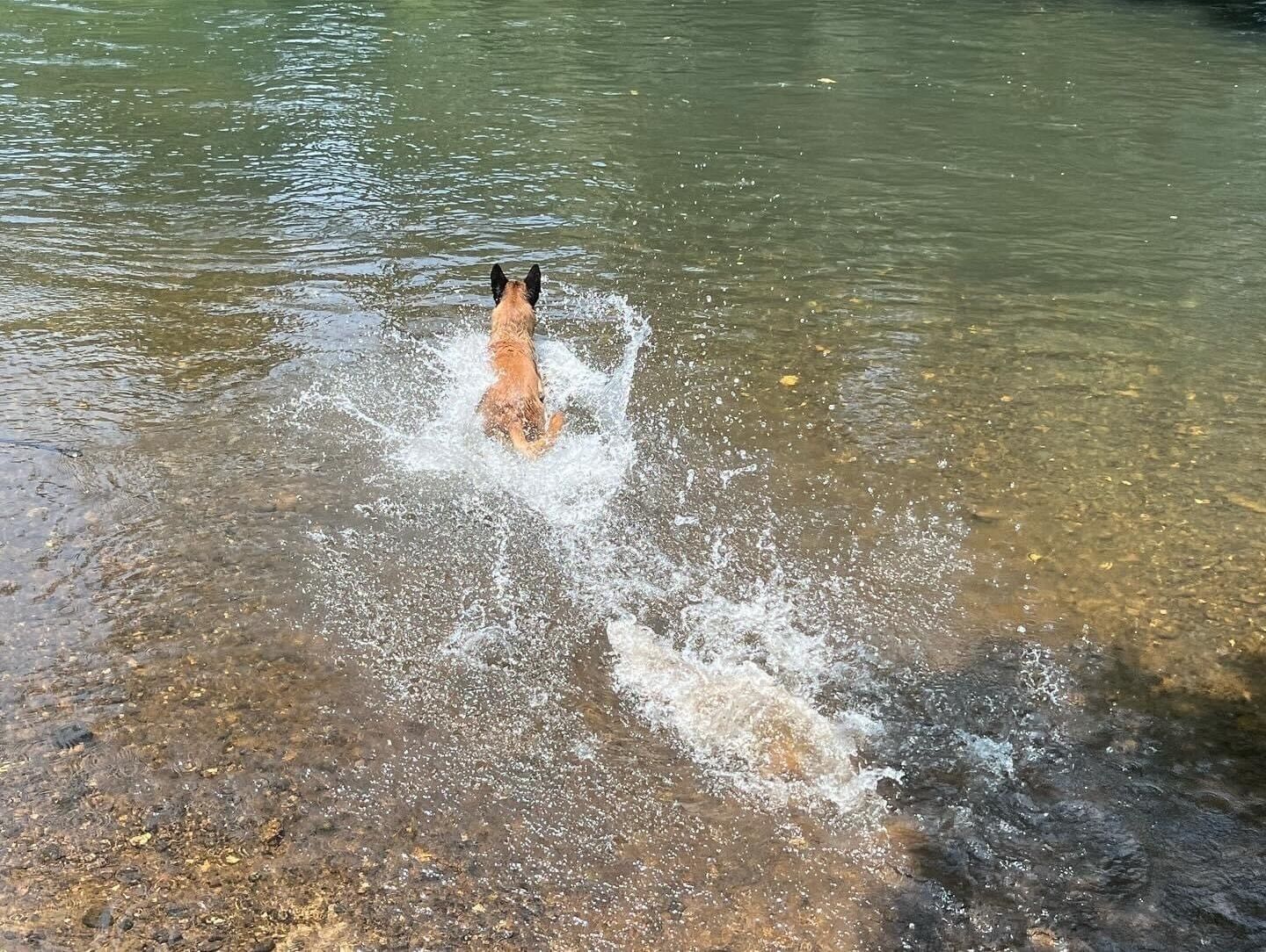 A dog splashing in a shallow body of water.