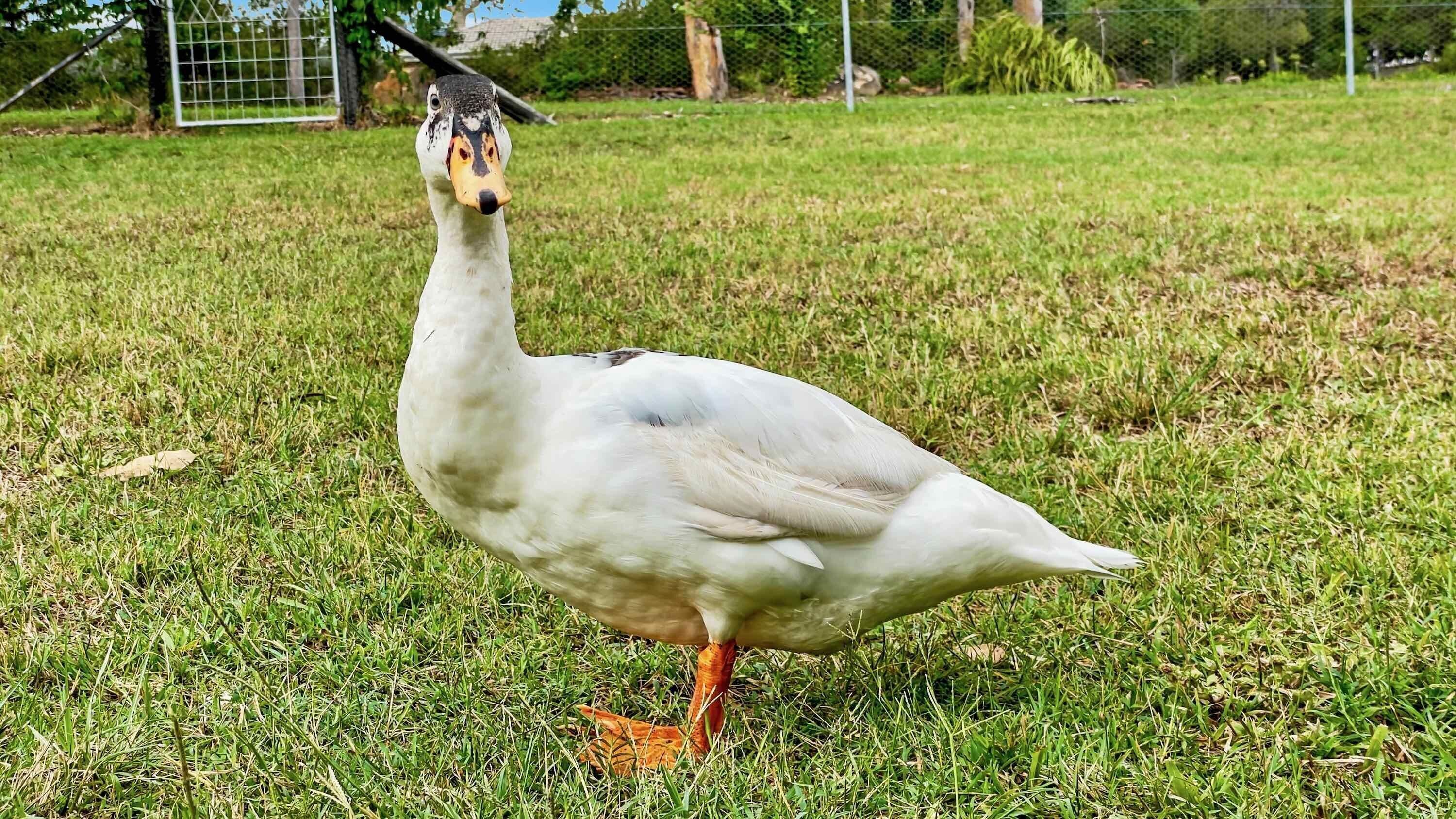 A goose standing on grass.