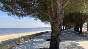 En strandpromenad kantad av träd, med en betongbarriär som skiljer gångvägen från sanden.