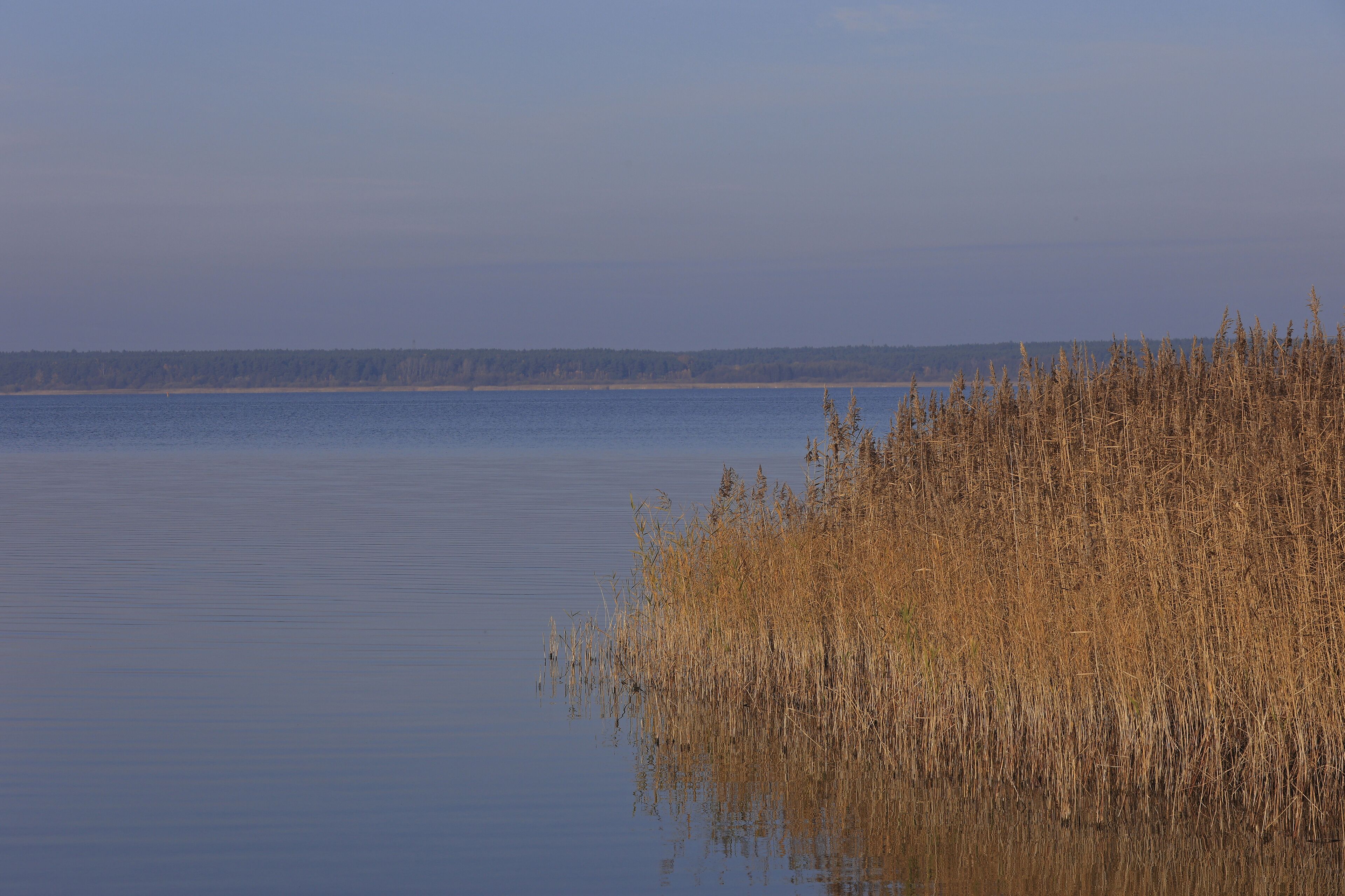 A calm lake with tall reeds in the foreground and a distant shoreline.