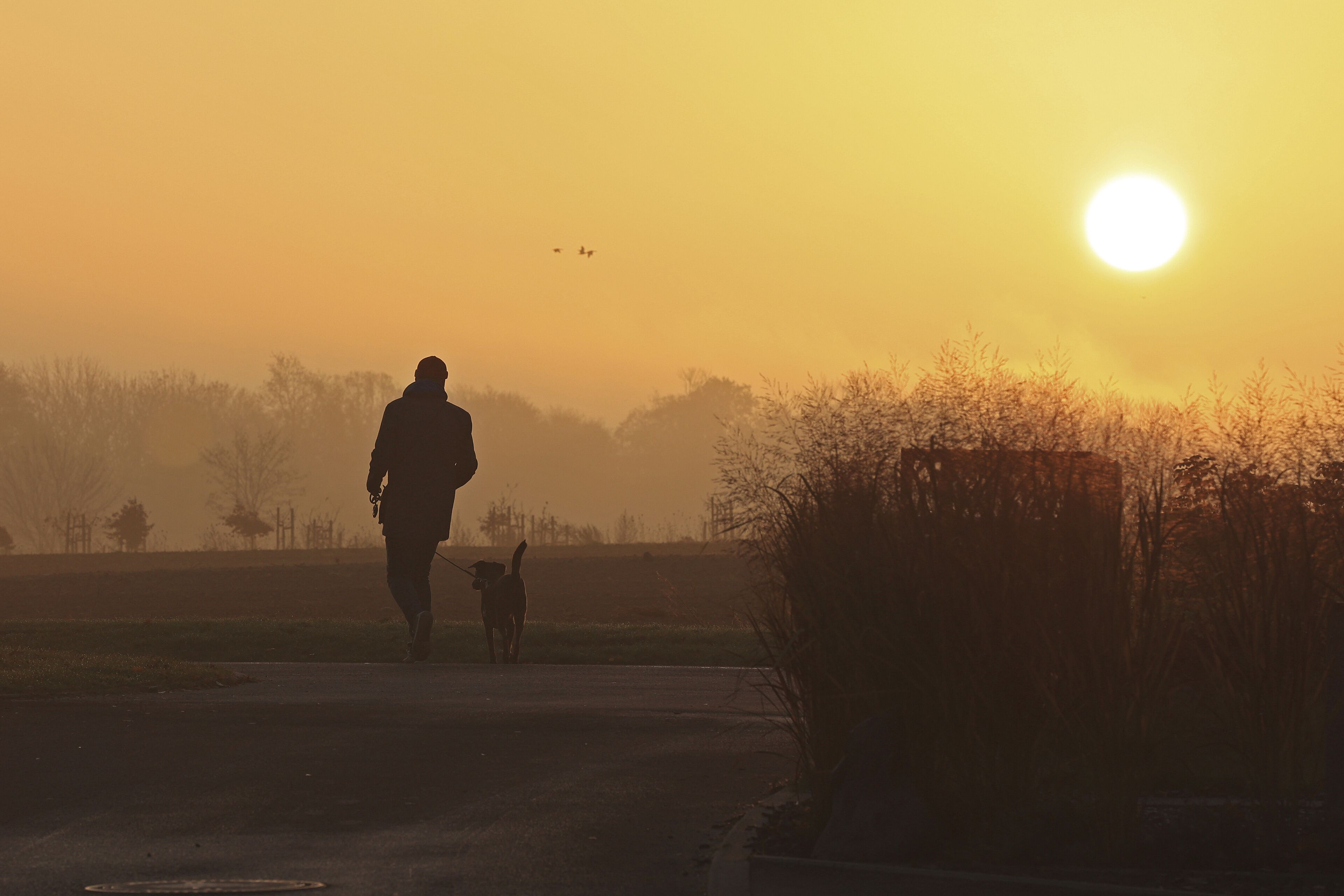 Une personne promène un chien sur une route au coucher du soleil.