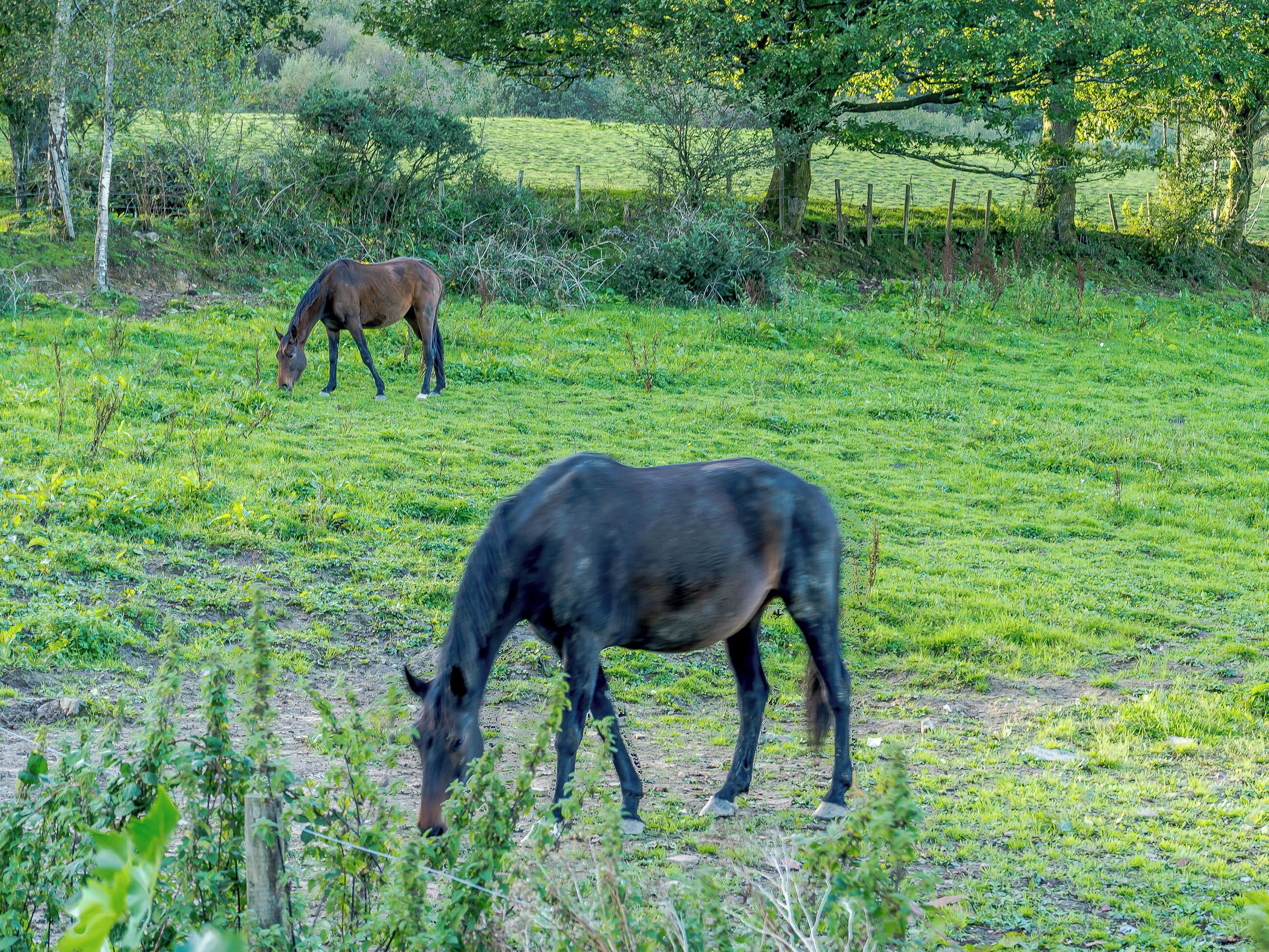 Un campo con dos caballos pastando.