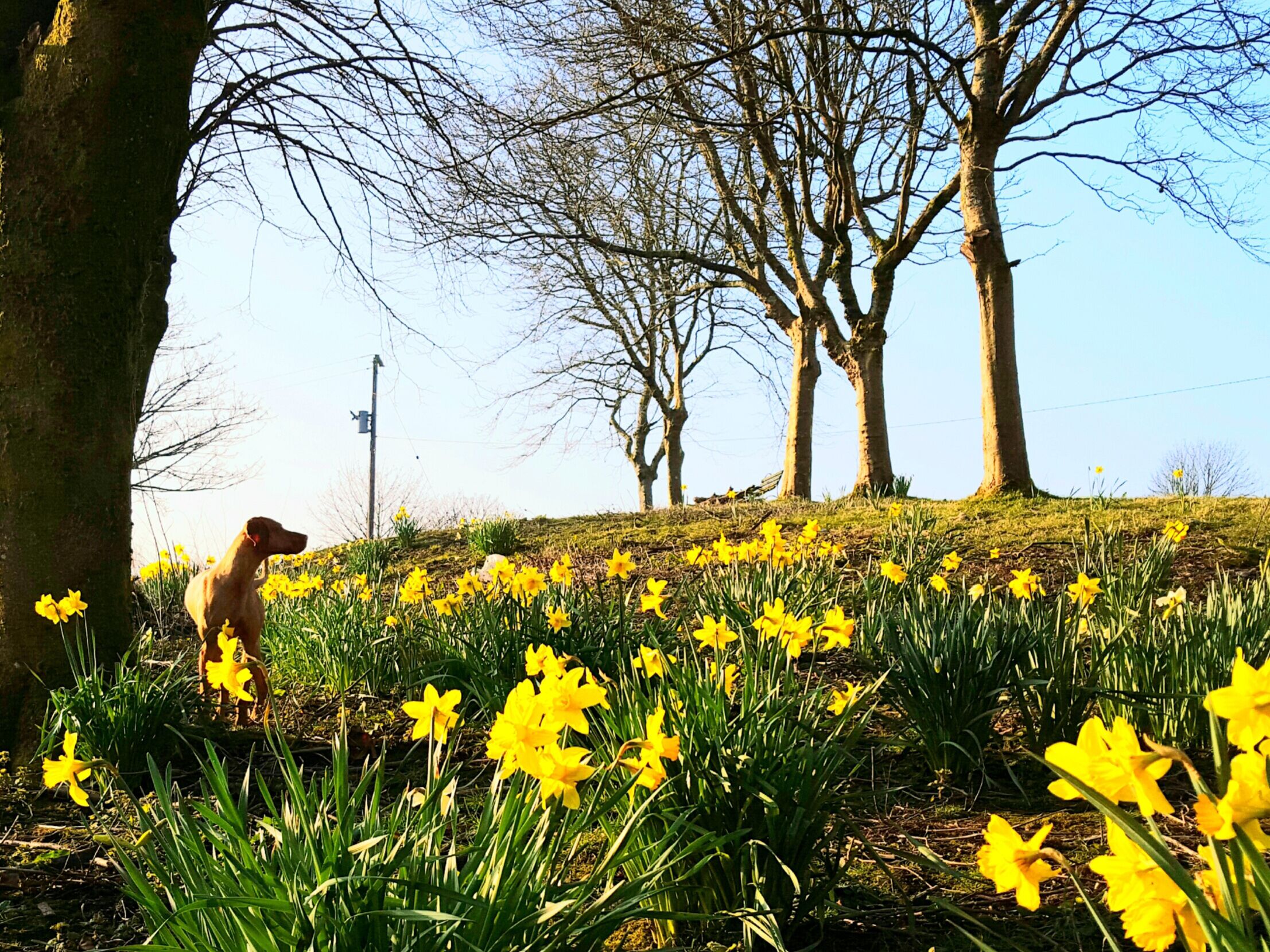 Un chien dans un champ de fleurs jaunes, avec des arbres en arrière-plan.