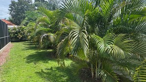 Un jardí exuberant amb palmeres i un tapet d'herba ben cuidat.