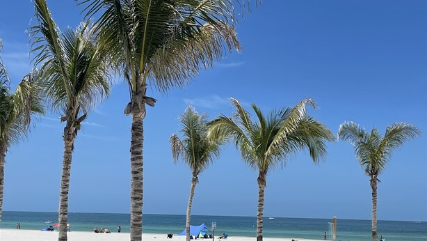 Une plage bordée de palmiers, sous un ciel bleu et dégagé.
