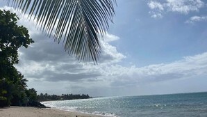 A beach with a palm tree, clear sky, and calm sea. - Aquatika “A Cozy Paradise” (LOIZA)