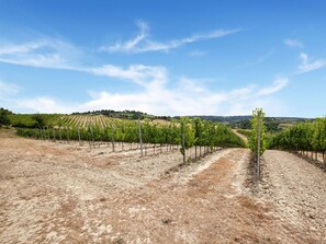 View from property - Varna Charm: Tuscan Getaway (Gambassi Terme)