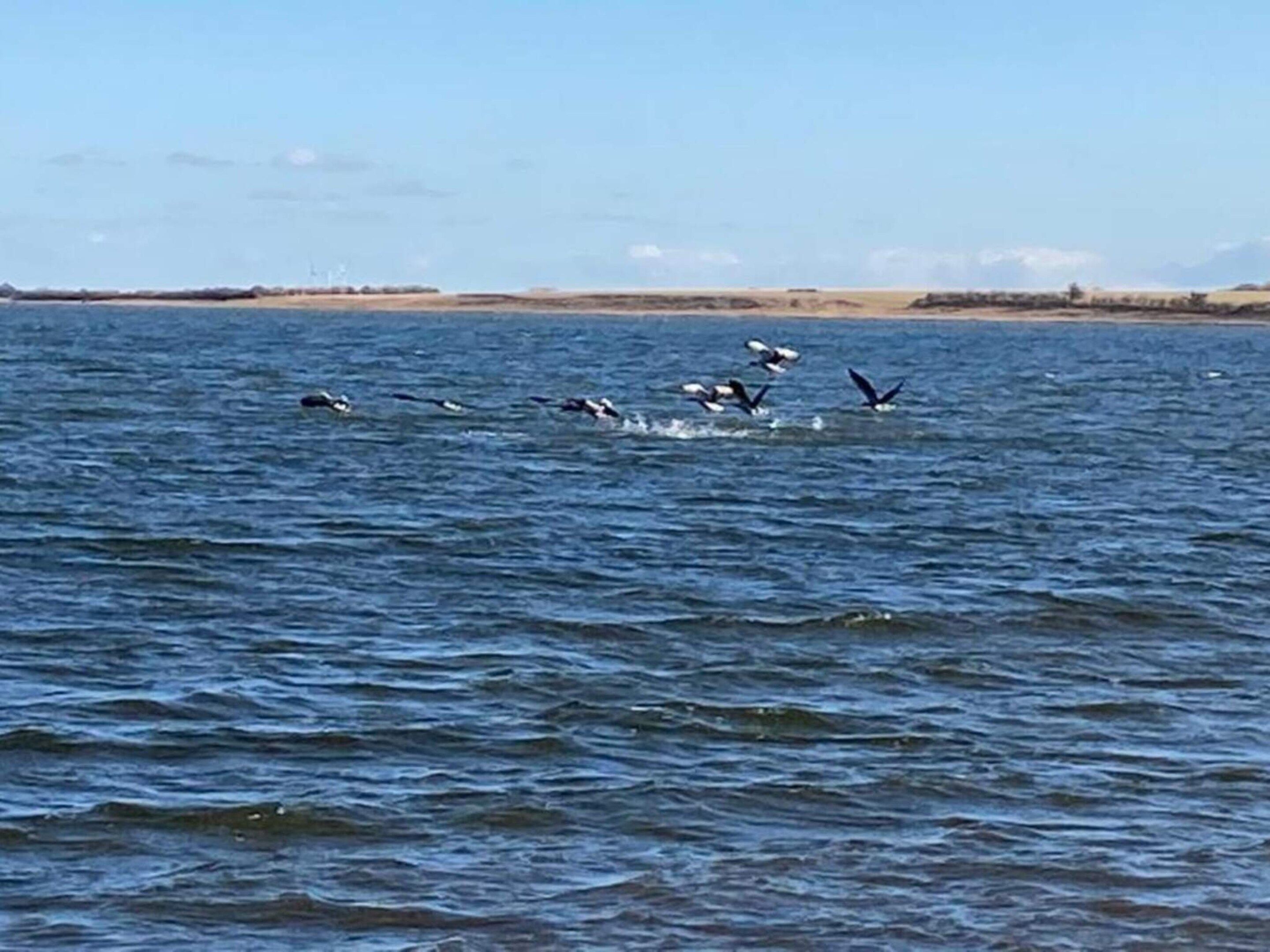 A body of water with birds flying over it.