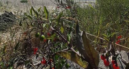 Seaside Serenity in Faldsled-by Traum