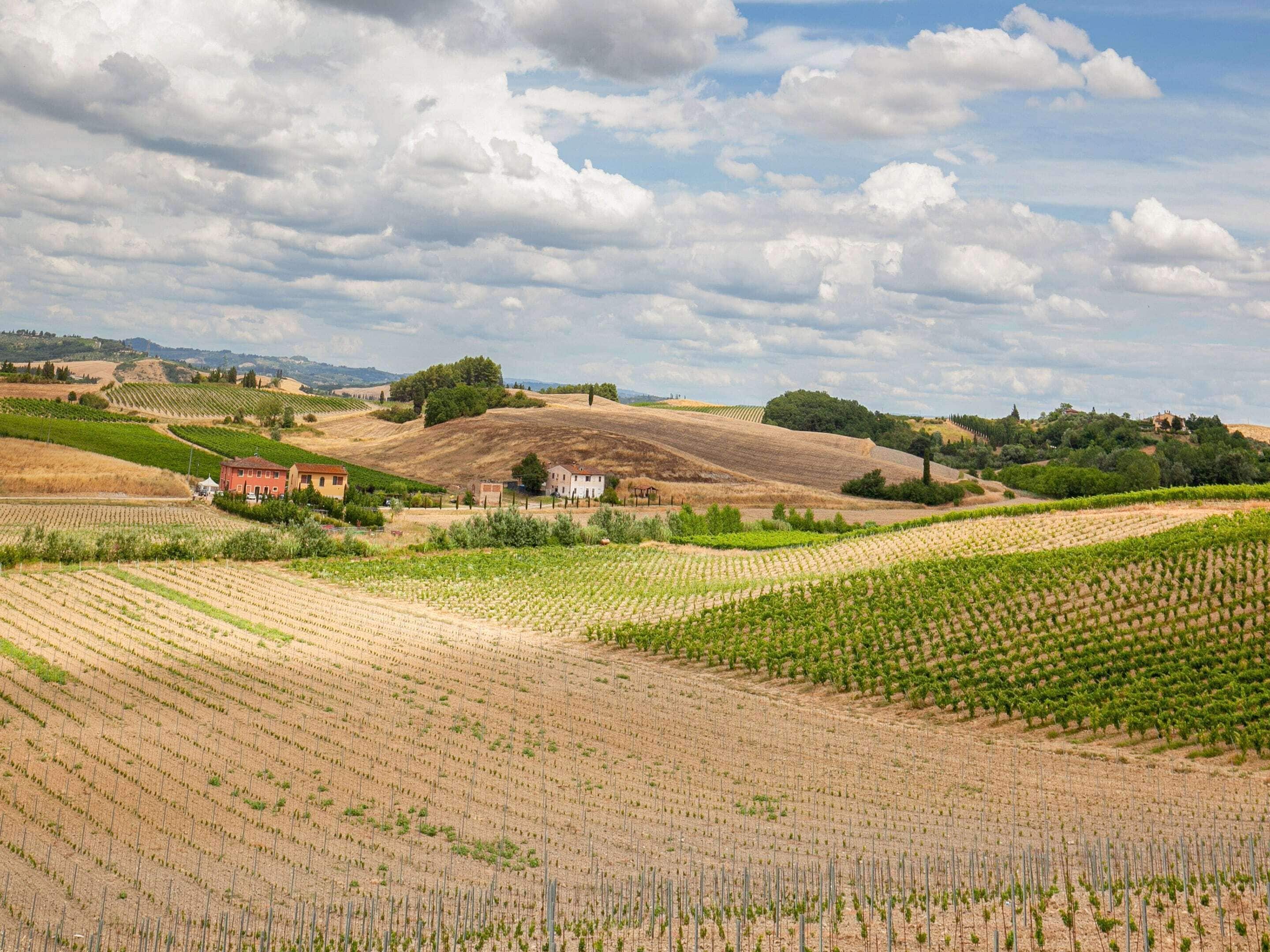 A vineyard landscape with rows of grapevines, a few buildings, and rolling hills under a partly cloudy sky.