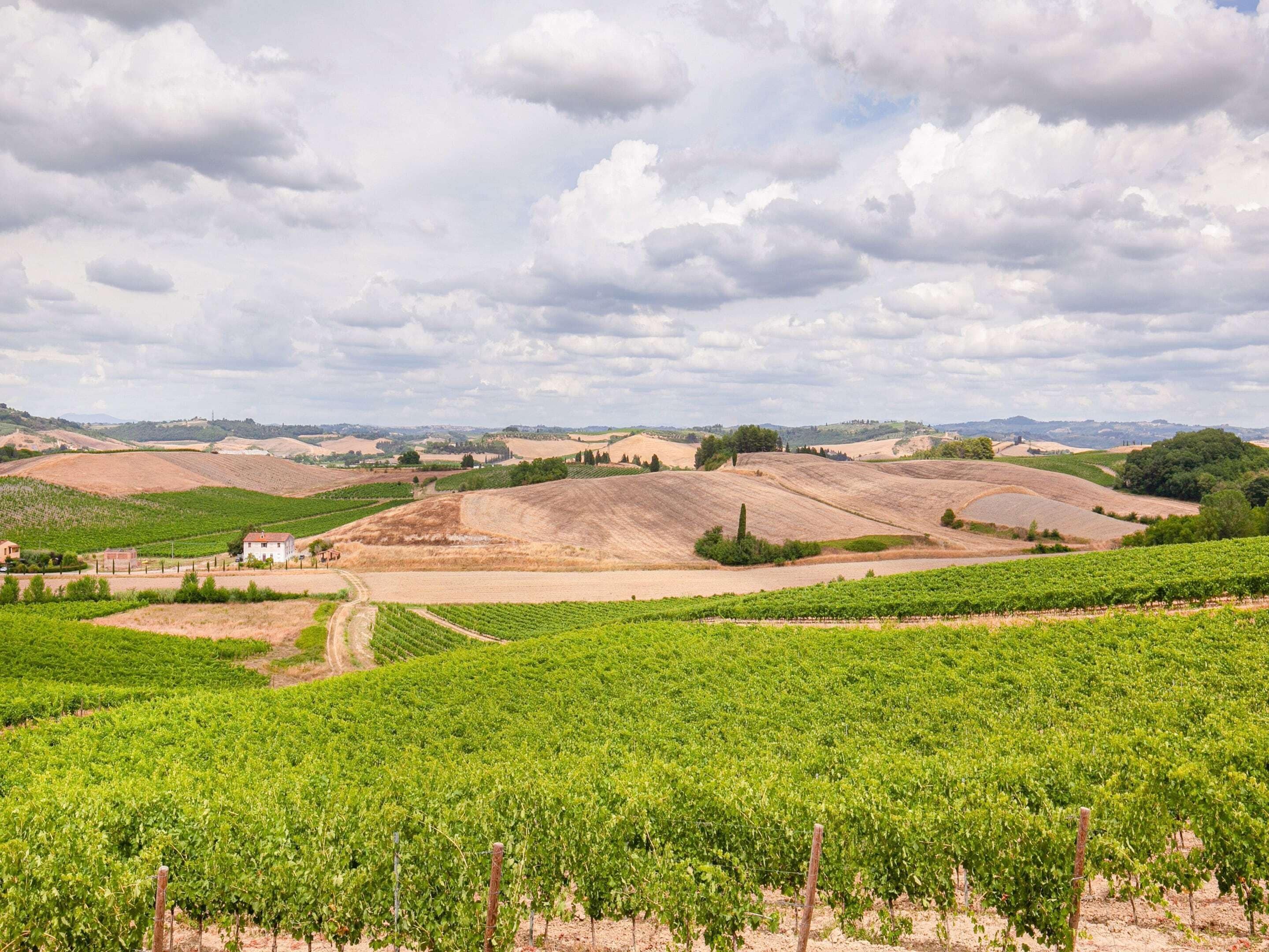 Un paysage de vignoble avec des rangées de vignes, des collines ondoyantes et quelques bâtiments visibles au loin.