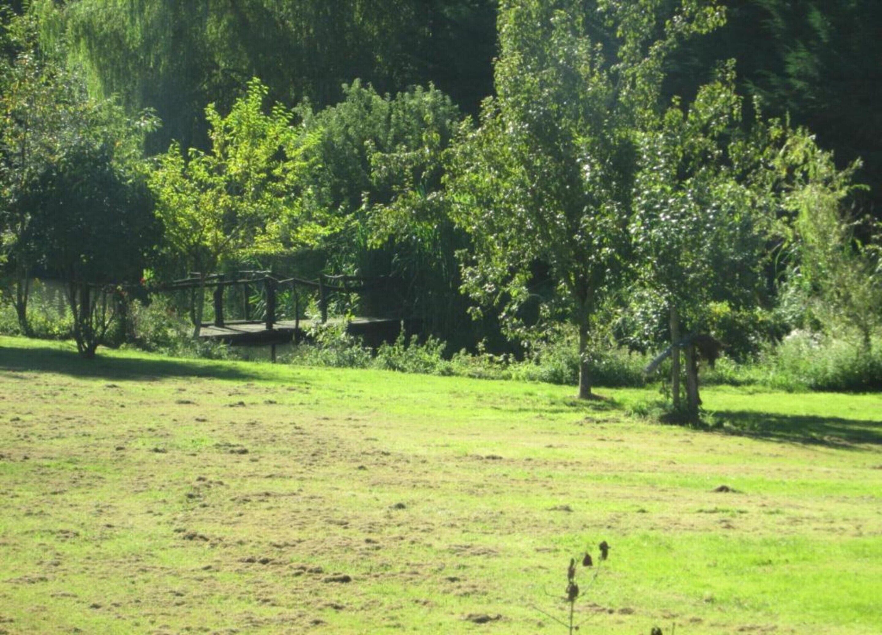 A grassy field with a wooden bridge and dense trees in the background.