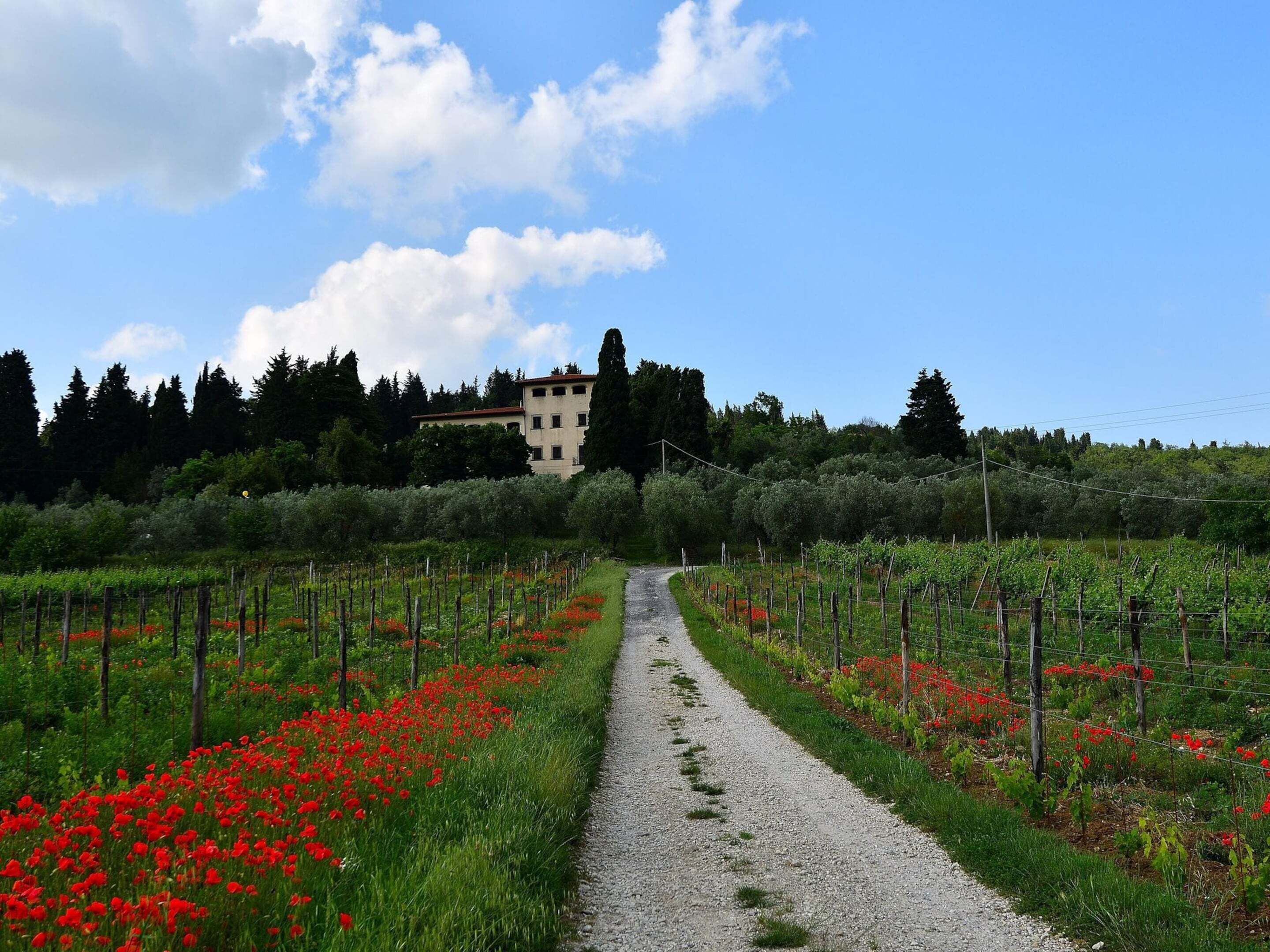 Ein Kiesweg führt zu einem Gebäude, das von Weinbergen und roten Blumen umgeben ist.