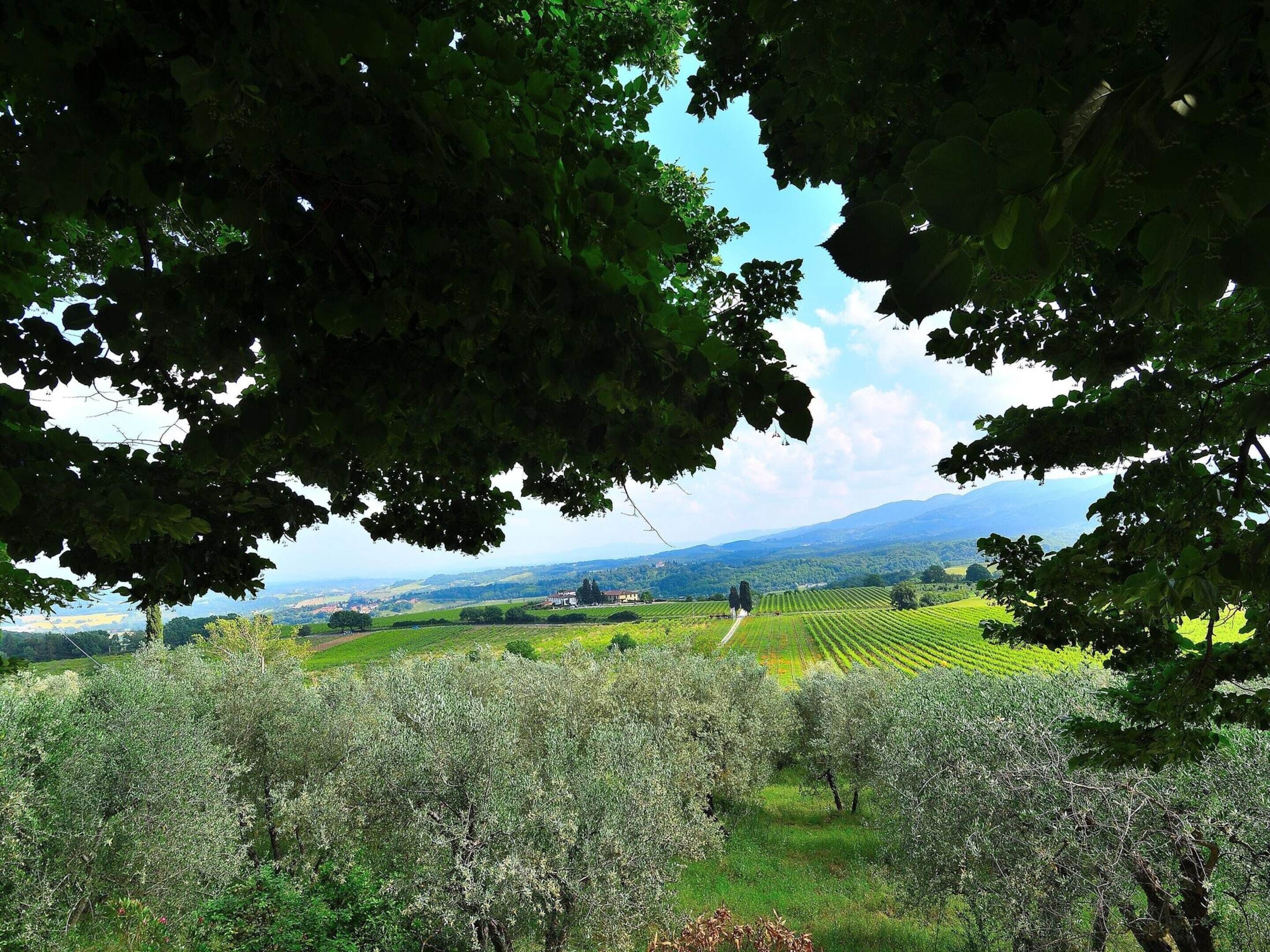 A vineyard with rows of grapevines and a distant view of rolling hills and a mountain range.