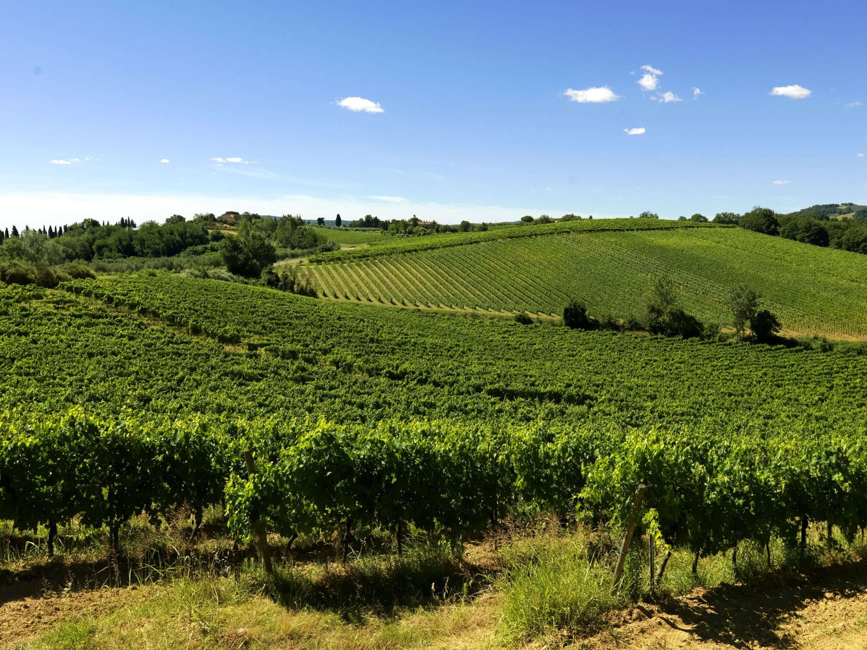 A vineyard with rows of grapevines under a clear sky.
