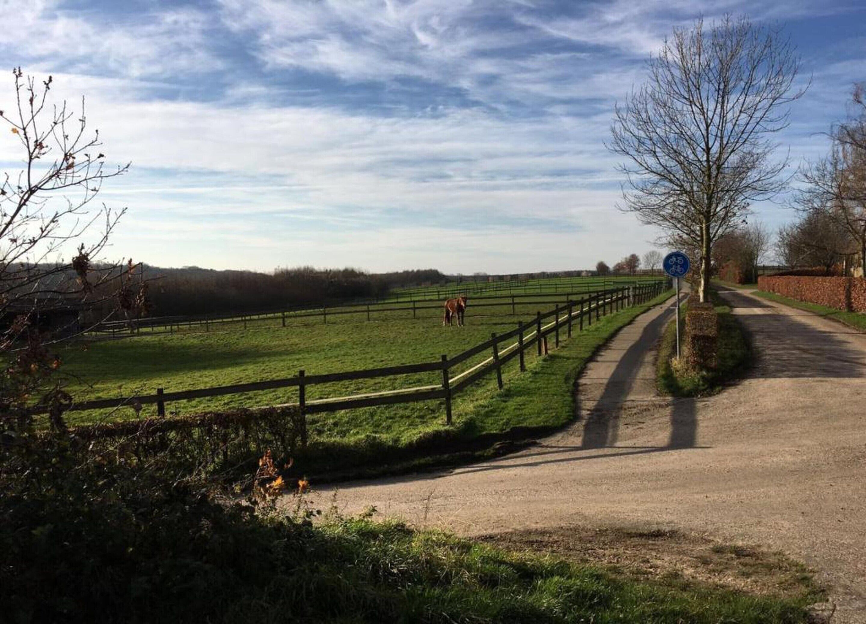 Une route de campagne avec un panneau bleu indiquant une piste cyclable, un cheval dans un champ et une clôture le long de la route.