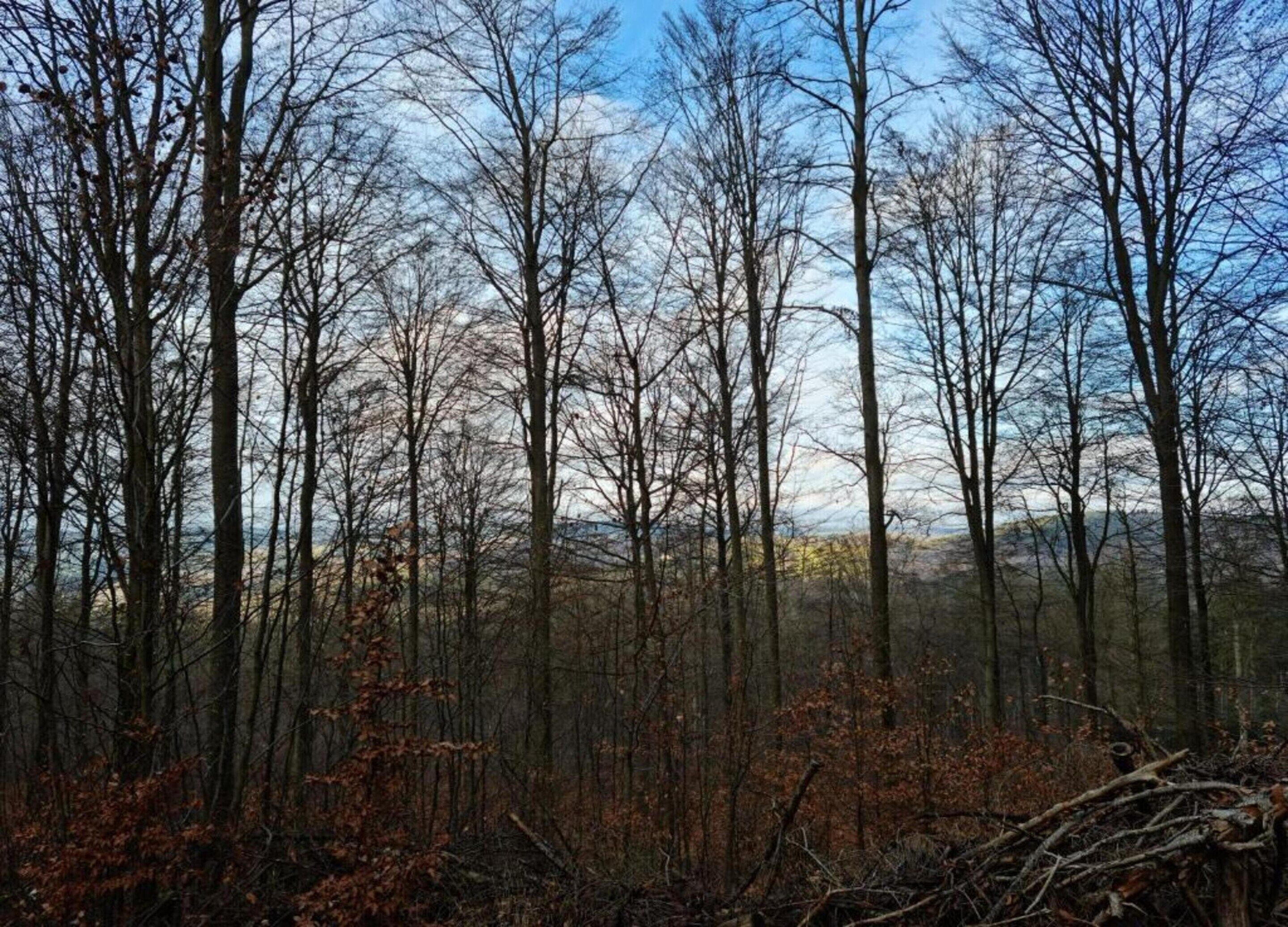 A dense forest with tall, leafless trees and a clear sky.