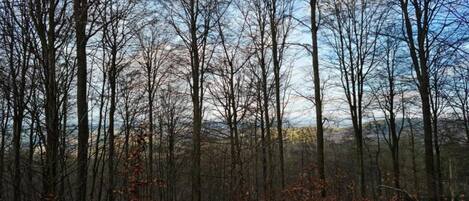 A dense forest with tall, leafless trees and a clear sky.