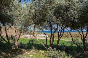 A natural landscape with olive trees and a view of the sea. - Olive Tree Farm (Rethymno)