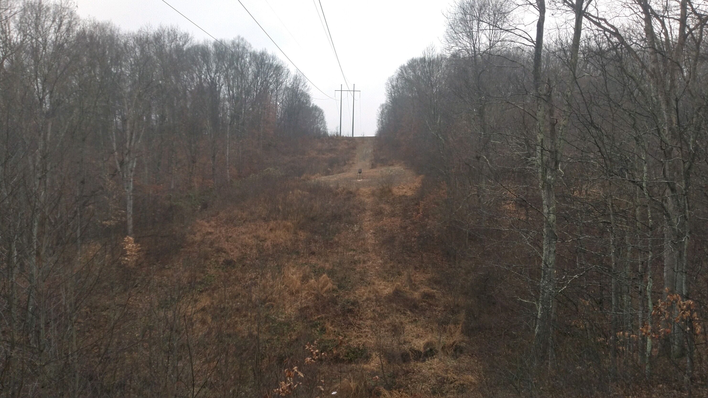 A forested area with a dirt path leading uphill.