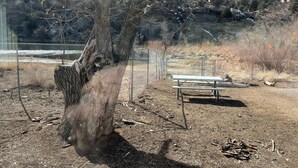 A picnic table and a tree in a fenced outdoor area.