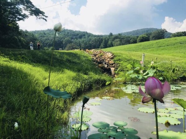 Un paysage paisible avec un étang, des fleurs de lotus et un mur de pierre.