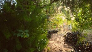 Un sendero arbolado que lleva a una puerta blanca, rodeado de abundante vegetación y plantas.